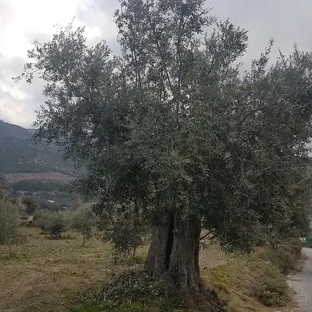 Casa Adriana * Murchas